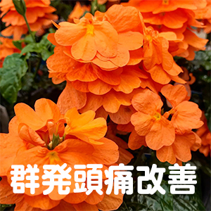 群発頭痛,東京,千葉,埼玉
