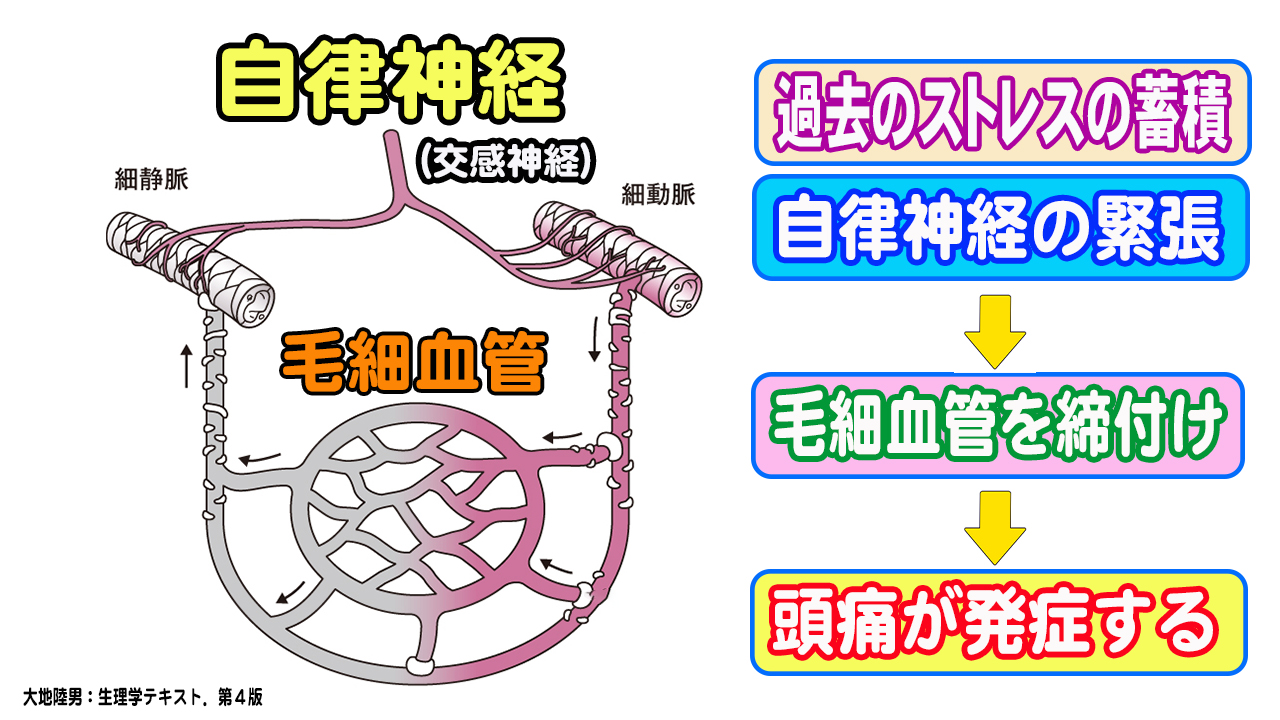 毛細血管締め付け1 毛細血管締め付け1